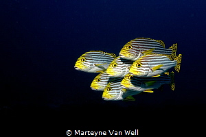 Swimming in formation. Oriental Sweetlips posing for the ... by Marteyne Van Well 